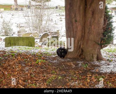 Chat noir dans le cimetière parmi les pierres de tombe enneigées Banque D'Images