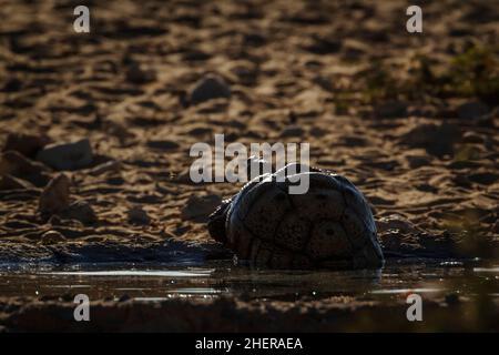 Tortue léopard baignant dans un trou d'eau dans le parc transfrontier de Kgalagadi, Afrique du Sud ; famille des espèces Stigmochelys pardalis de Testudinidae Banque D'Images