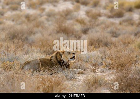 Lion africain avec collier de poursuite rugissant le matin dans le parc transfrontier de Kgalagadi, Afrique du Sud; famille de Felidae de espèce panthera leo Banque D'Images