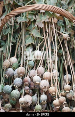 Papaver somniferum. Panier de seedheads du pavot. Banque D'Images