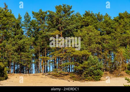 Forêt de conifères sur une dune de sable de la colline Dabrowiecka Gora dans le parc paysager Mazowiecki dans la ville de Karczew près de Varsovie dans la région de Mazovia en Pologne Banque D'Images