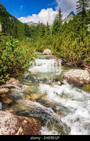 Ruisseau de montagne à High Tatras, Slovaquie, Europe. Banque D'Images