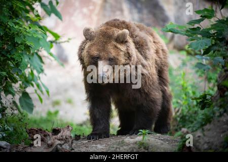 L'ours brun en danger marche dans le défrichement forestier Banque D'Images