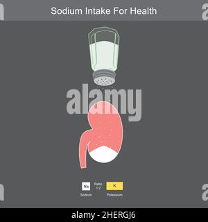Apport en sodium pour la santé.Une bouteille de sel et figure de dessin animé de rein pour à propos d'expliquer le corps approprié d'apport de sodium. Illustration de Vecteur
