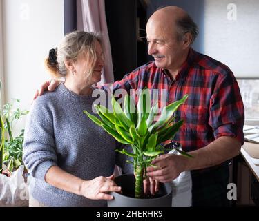 Femme et homme caucasiens âgés plantant des fleurs à la maison. Banque D'Images