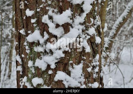 Tronc en pin recouvert de neige, gros plan.Magnifique paysage naturel d'hiver Banque D'Images