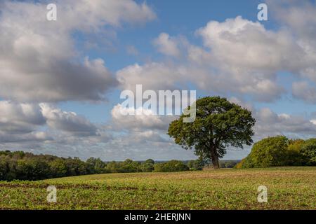 Chêne dans le champ près du village de stock, Chelmsford Essex. Banque D'Images