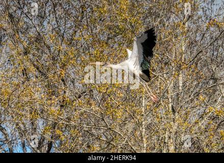 Stork de bois de Floride adulte en voie de disparition dans le lac Panasoffkee Banque D'Images