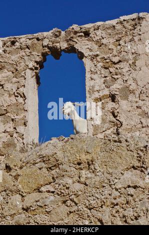 Billy chèvre regardant par la fenêtre d'une ruine, Andalousie, Espagne Banque D'Images