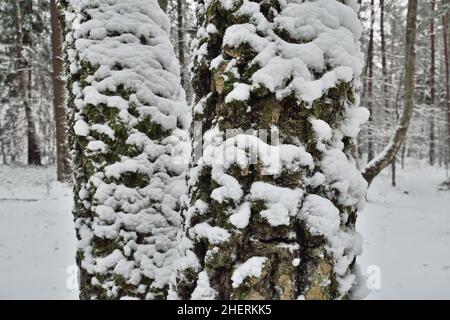 Deux pins couverts de neige dans une forêt d'hiver.Magnifique paysage naturel d'hiver Banque D'Images