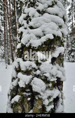 Tronc en pin recouvert de neige, gros plan.Magnifique paysage naturel d'hiver Banque D'Images