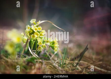 fleurs de primrose de cow-slide communes qui poussent au printemps dans la lumière mystique Banque D'Images