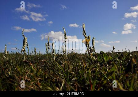 Les dames d'automne Tresses Orchid,' Spiranthes spiralis' pousse sur un sol calcaire sur les murs, la craie, le calcaire et les dunes.août et septembre.Croissance sur Har Banque D'Images