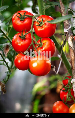 Plante de tomate mûre poussant en serre.Belles tomates rouges Banque D'Images