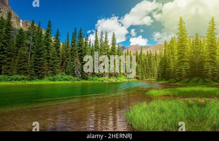 Belle vue sur la nature dans le parc national des Glaciers, Middle Fork Flathead River dans le parc national des Glaciers, Montana, USA, photo de nombreux pins à côté d'un Banque D'Images