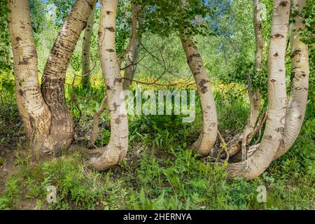 Bosquet d'Aspen Banque D'Images