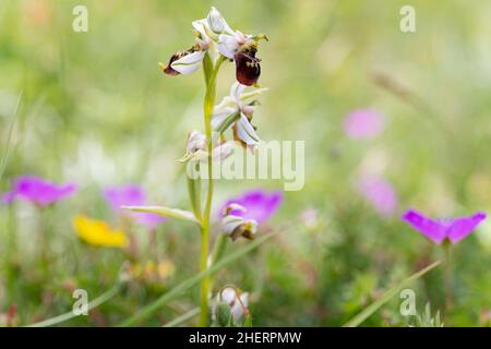 Orchidée d'abeille (Ophrys apifera), inflorescence dans un pré, Hesse, Allemagne Banque D'Images