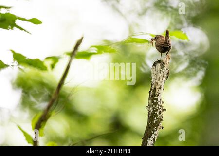 Wren eurasien (troglodytes troglodytes), oiseau adulte avec un gros insecte dans son bec, Bad Homburg, Hesse, Allemagne Banque D'Images