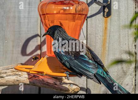 TUI regarde l'abeille sur le chargeur Banque D'Images