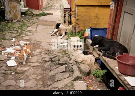 Deux chiens et chats sur une allée dans des cabanes de ville miteuse, dans le quartier célèbre de Barrio Egipto, Bogota, Colombie, Amérique du Sud. Banque D'Images