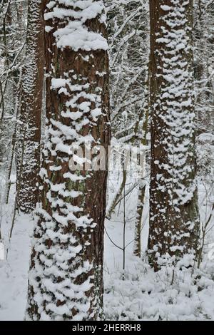 Deux pins couverts de neige dans une forêt d'hiver.Magnifique paysage naturel d'hiver Banque D'Images