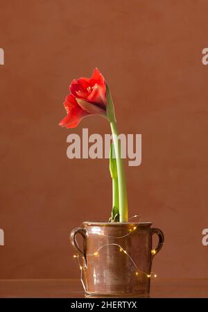 Maryllis en fleurs (Hippeastrum) dans un pot, studio tourné, Bavière, Allemagne Banque D'Images