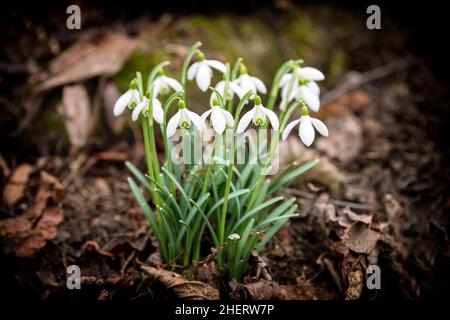 Snowdrops (Galanthus nivalis), Allemagne Banque D'Images