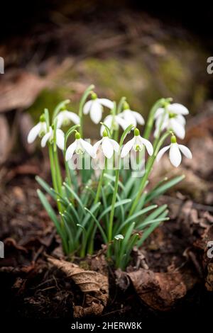 Snowdrops (Galanthus nivalis), Allemagne Banque D'Images