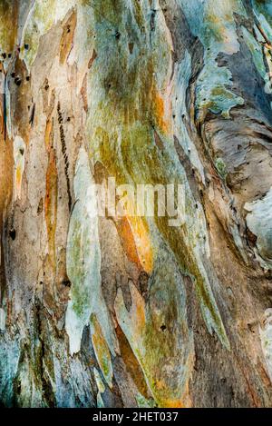 Écorce d'eucalyptus, jardin Botanico Molino de Inca avec sites botaniques, Torremolinos, Torremolinos, Andalousie, Espagne Banque D'Images