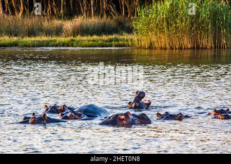 Hippos dans la lumière du soir, lac Sainte-Lucie, parc de zones humides iSimangaliso, Afrique du Sud Banque D'Images