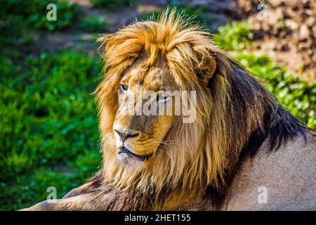 Lion mâle (Panthera leo), Cango Wildlife Ranch, Oudtshoorn, Afrique du Sud Banque D'Images