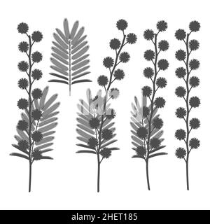 Jeu d'illustrations noir et blanc avec fleurs mimosa.Objets vectoriels isolés sur fond blanc. Illustration de Vecteur