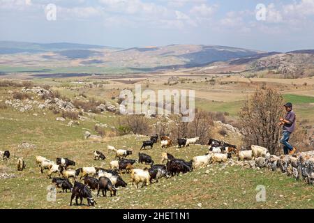 Chèvres dans le champ d'excavation, Hattusha, ancienne capitale des Hittites, Turquie, Hattusha, Turquie Banque D'Images