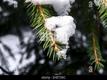 Branche de sapin recouverte de neige et de glace.Branche d'épinette avec aiguilles vertes en hiver. Banque D'Images