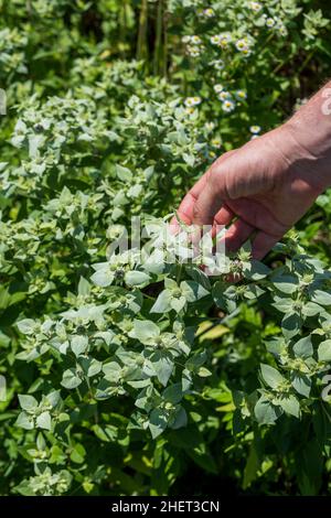 Menthe de montagne poilue, Pycnanthemum pilosum, dans le pré pollinisateur Banque D'Images