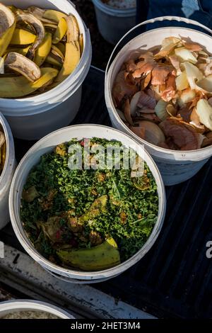 Les déchets alimentaires des restaurants locaux sont réaffectés comme aliments de poulet pour une ferme urbaine. Banque D'Images