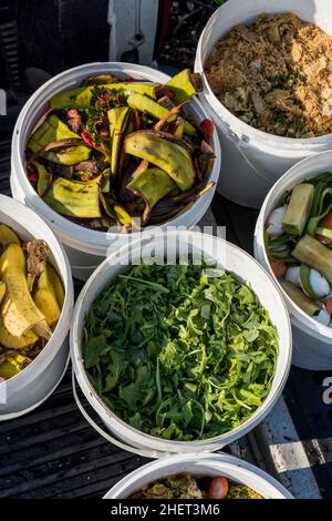 Les déchets alimentaires des restaurants locaux sont réaffectés comme aliments de poulet pour une ferme urbaine. Banque D'Images