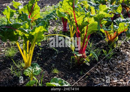 Rainbow Chard, qui grandit dans une ferme urbaine Banque D'Images