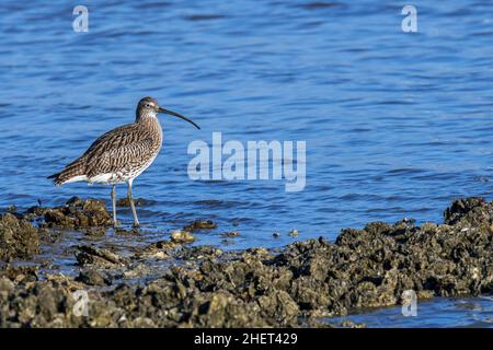 Le curlew eurasien / curlew commun (Numenius arquata) se forgeant en eau peu profonde le long de la plage en hiver Banque D'Images