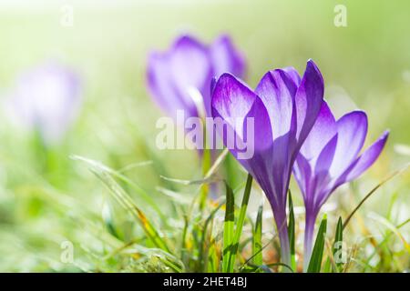 Fleur de crocus en fleurs magenta au printemps avec de l'herbe verte Banque D'Images