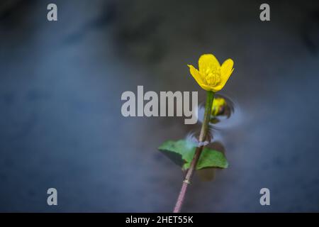 fleur de pied-de-biche jaune qui pousse hors de l'eau Banque D'Images