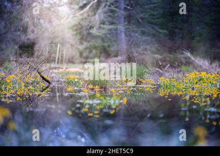 marais en forêt avec soleil et fleurs marécageuses de marais Banque D'Images