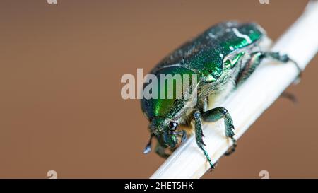 insecte de scarabée vert sur bâton de bois sur fond marron
