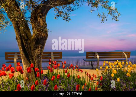 arbre avec fleurs de tulipe et deux bancs de siège avant le lac au coucher du soleil Banque D'Images