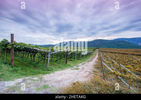 ciel de moody à l'aube à l'agriculture de vigne en italie Banque D'Images