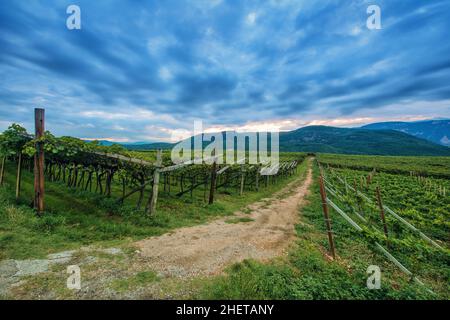 vigne à l'aube dans le tyrol du sud Banque D'Images