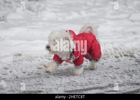 Hiver en Serbie : chien maltais avec un manteau rouge marchant dans la neige.Parc de Sain Sava, Belgrade Banque D'Images