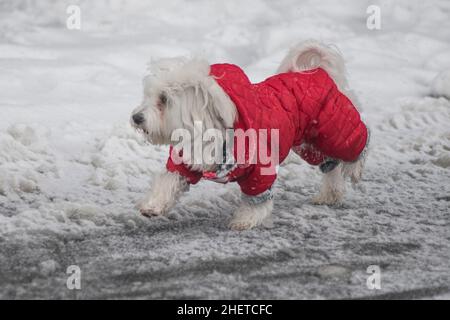 Hiver en Serbie : chien maltais avec un manteau rouge marchant dans la neige.Parc de Sain Sava, Belgrade Banque D'Images