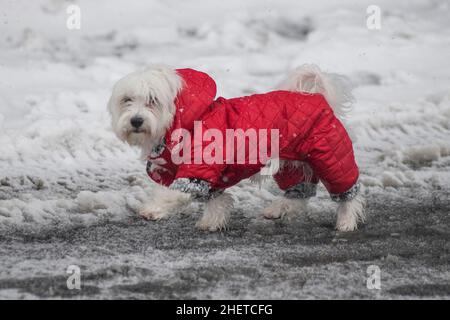 Hiver en Serbie : chien maltais avec un manteau rouge marchant dans la neige.Parc de Sain Sava, Belgrade Banque D'Images