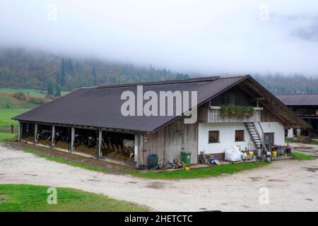 Vaches de traite à la ferme. Vaches laitières dans un bar moderne dans le cowshed de ferme laitière. Banque D'Images